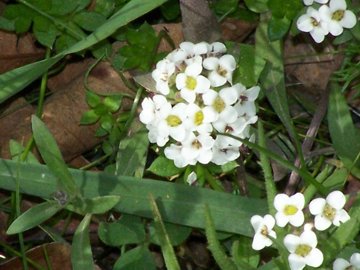 Lobularia maritima in montagna