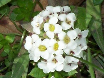Lobularia maritima in montagna