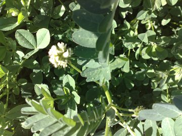 Una Fabacea - Astragalus boeticus