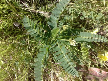Una Fabacea - Astragalus boeticus