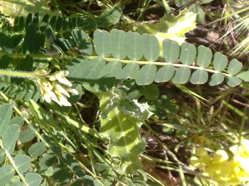 Una Fabacea - Astragalus boeticus