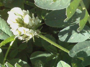 Una Fabacea - Astragalus boeticus