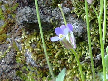 Arabis verna