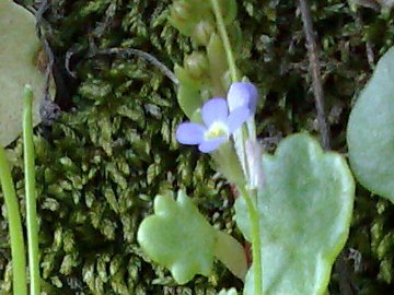 Arabis verna