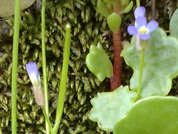 Arabis verna