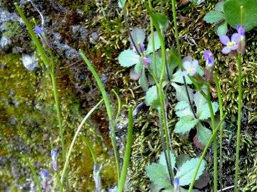 Arabis verna