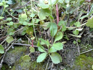 Arabis verna