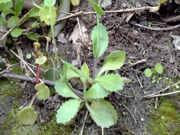 Arabis verna