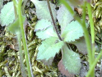 Arabis verna