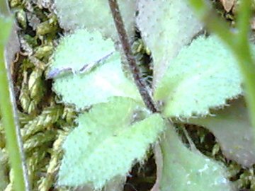 Arabis verna
