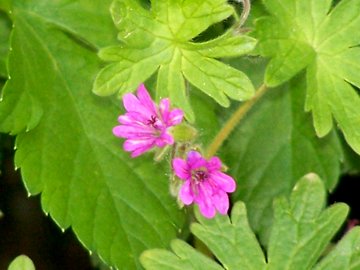 Geranium molle