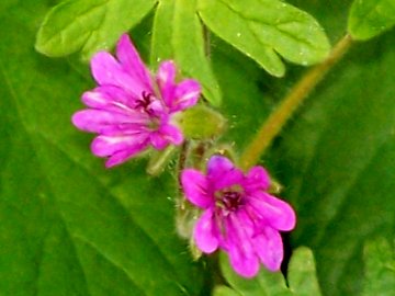 Geranium molle