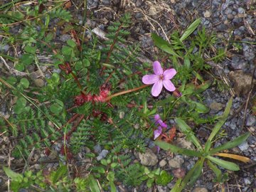Erodium cicutarium