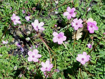 Erodium cicutarium
