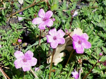Erodium cicutarium