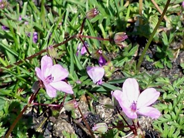 Erodium cicutarium