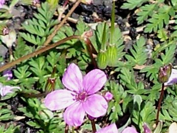Erodium cicutarium