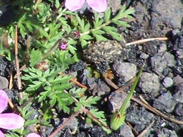 Erodium cicutarium