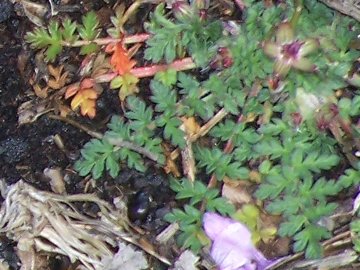 Erodium cicutarium