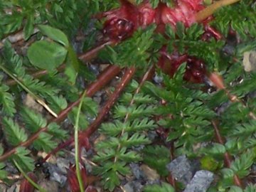 Erodium cicutarium