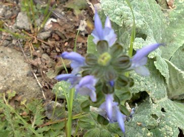 Lamium  - no, Salvia sp.