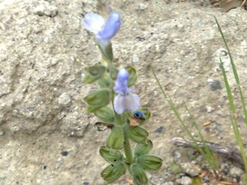 Lamium  - no, Salvia sp.
