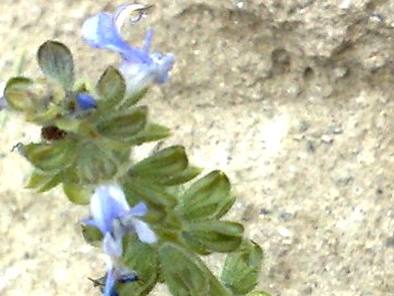 Lamium  - no, Salvia sp.