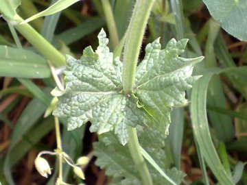 Lamium  - no, Salvia sp.
