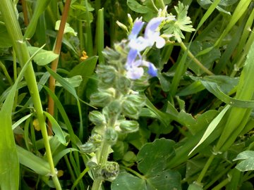 Lamium  - no, Salvia sp.