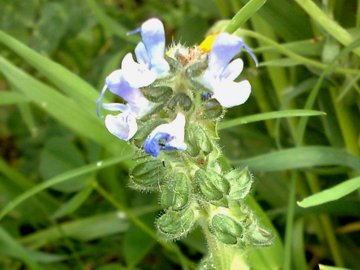 Lamium  - no, Salvia sp.