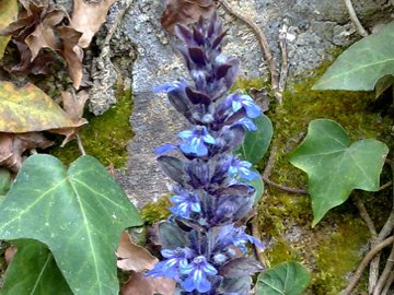 Ajuga reptans