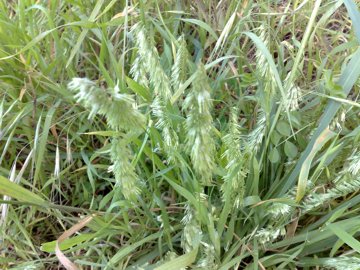 Lamarckia aurea /  Lamarckia