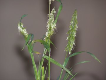 Lamarckia aurea /  Lamarckia