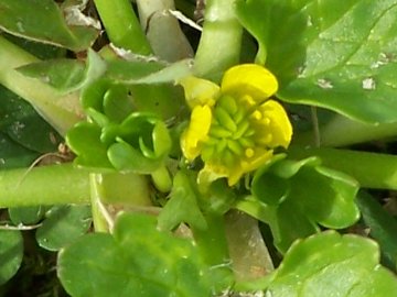 Ranunculus muricatus