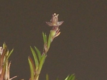 Nelle fessure dei terrazzi - cfr. Sagina procumbens