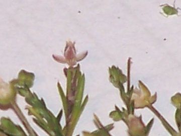 Nelle fessure dei terrazzi - cfr. Sagina procumbens