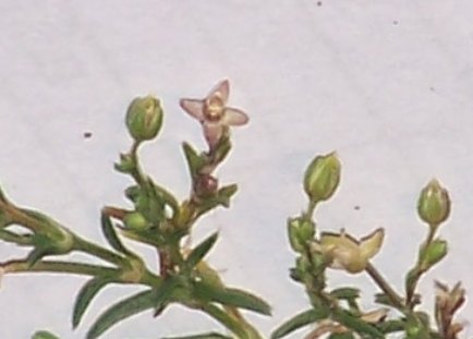 Nelle fessure dei terrazzi - cfr. Sagina procumbens