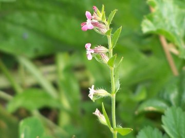 Silene gallica