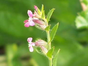 Silene gallica
