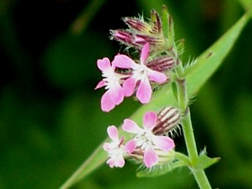 Silene gallica
