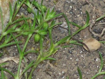 Nelle fessure dei terrazzi - cfr. Sagina procumbens