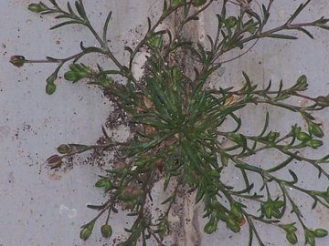 Nelle fessure dei terrazzi - cfr. Sagina procumbens