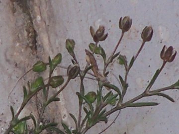 Nelle fessure dei terrazzi - cfr. Sagina procumbens