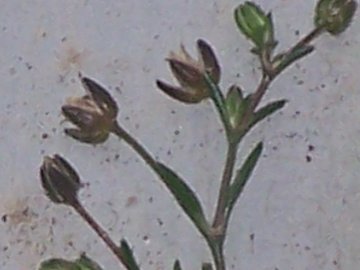 Nelle fessure dei terrazzi - cfr. Sagina procumbens