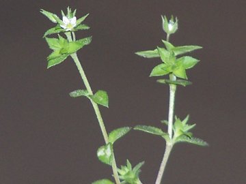 mini Stellaria? no, Arenaria sp.