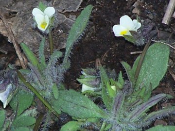 Viola parvula / Viola piccina