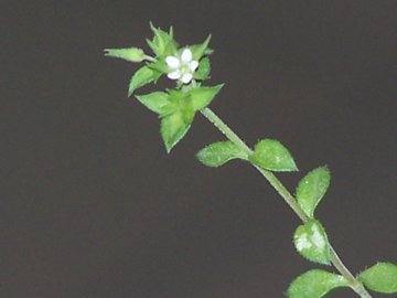 mini Stellaria? no, Arenaria sp.
