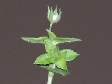 mini Stellaria? no, Arenaria sp.
