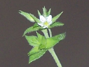 mini Stellaria? no, Arenaria sp.