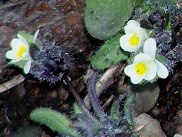 Viola parvula / Viola piccina